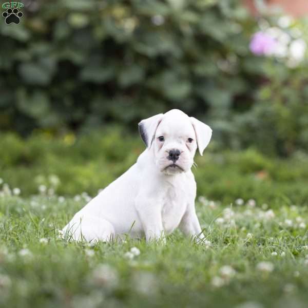 Snowball, Boxer Puppy